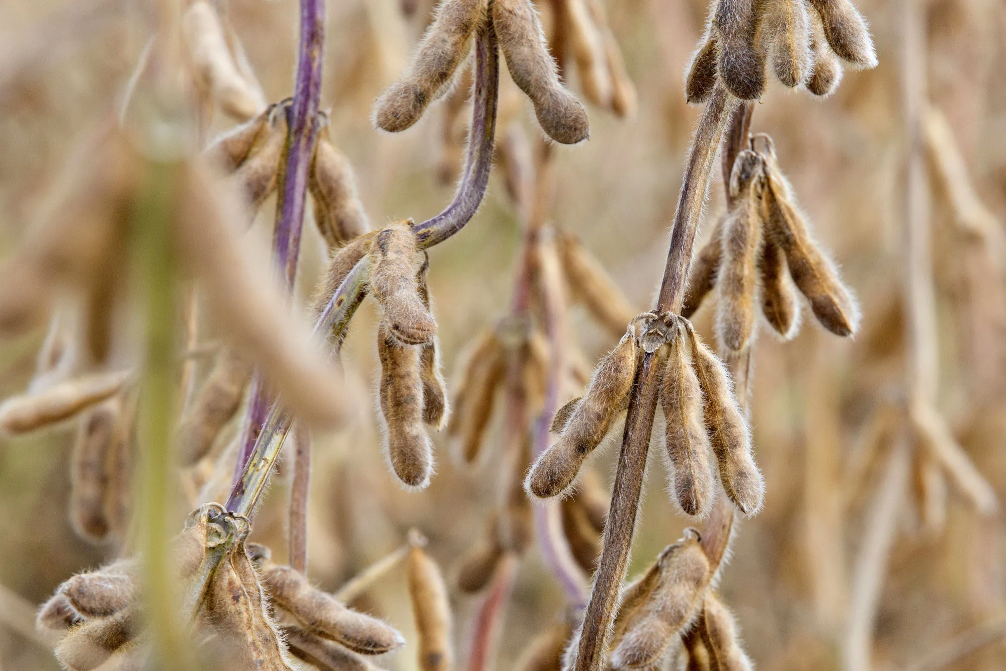 Soybeans stand in a field near Princeton, Illinois.