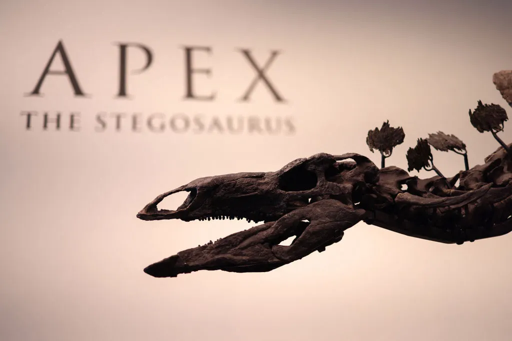 The 150-million-year-old fossil of stegosaurus specimen&nbsp;dubbed "Apex."&nbsp;