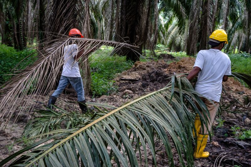 Palm Oil Operations at the United Malacca Bhd. Bukit Senorang Estate