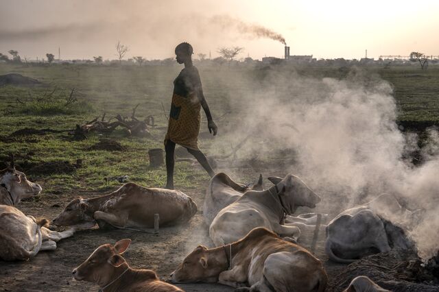 A woman tends to her cattle at dawn outside Rier village in Koch County, South Sudan in June. Visible in the distance is an oil production plant. 