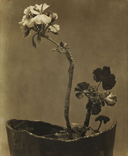 Tina Modotti, Geranio, circa 1924-25