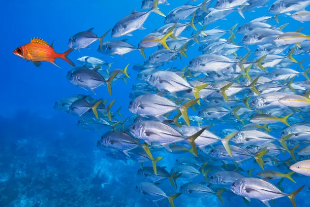 Finding Social Media's Most Influential Influencers