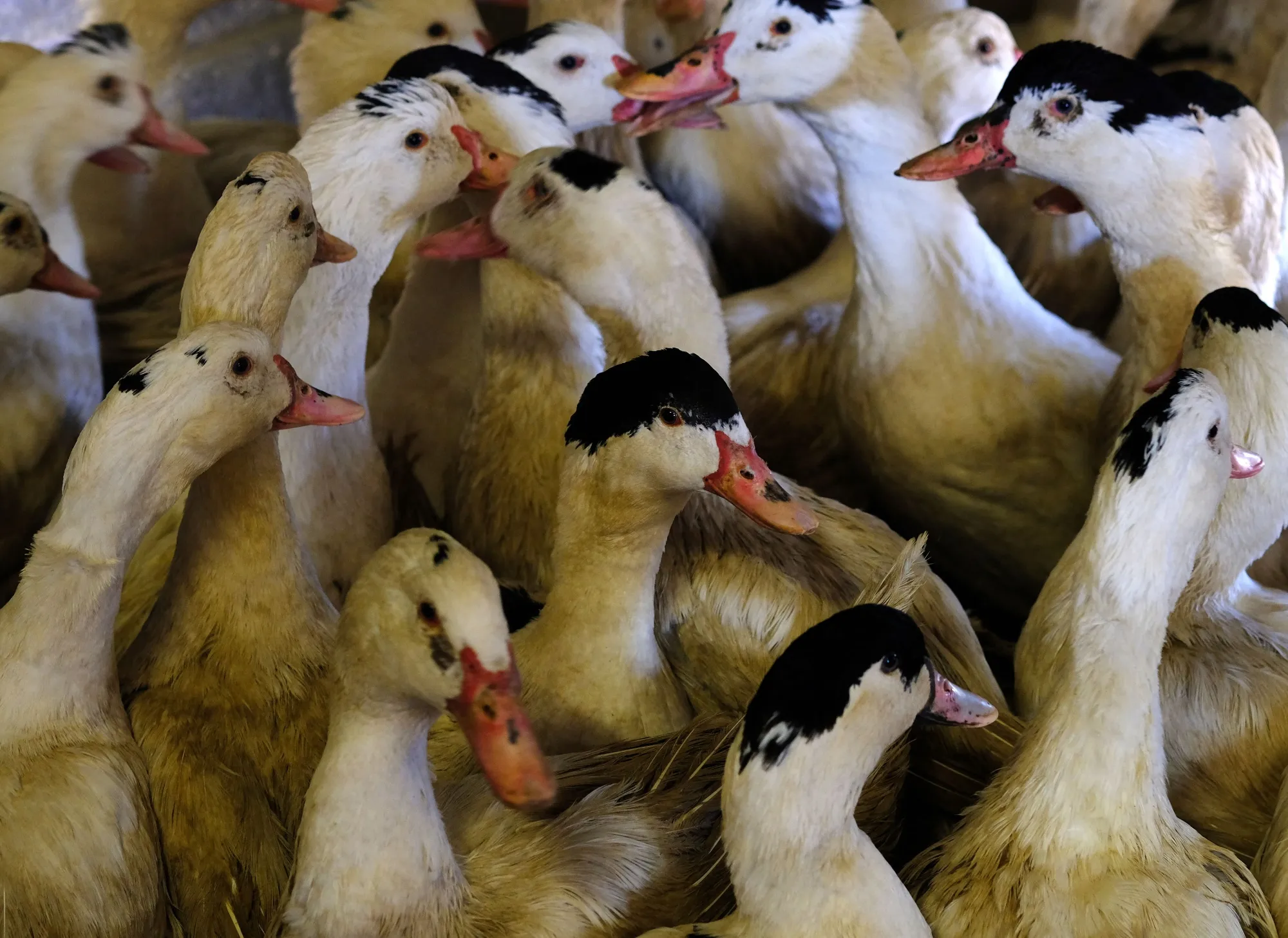 France Bird Flu Vaccine Plan Risks Spooking Foie Gras Lovers - Bloomberg