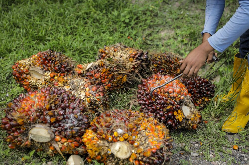 A worker inspects harvested palm oil fruit at a plantation in Malaysia.