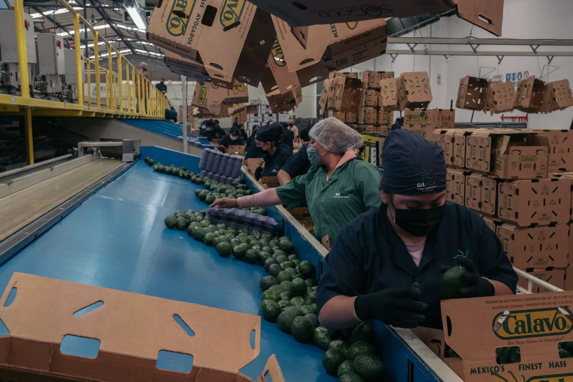 Workers sort avocados at a&nbsp;facility in Periban, Michoacan state, Mexico.