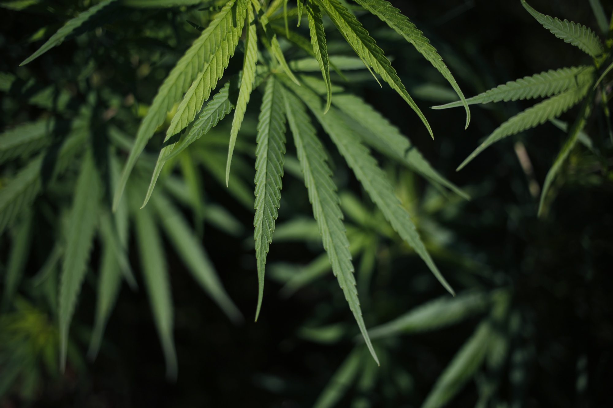 Local And National Political Support Fuels Kentucky Hemp Production