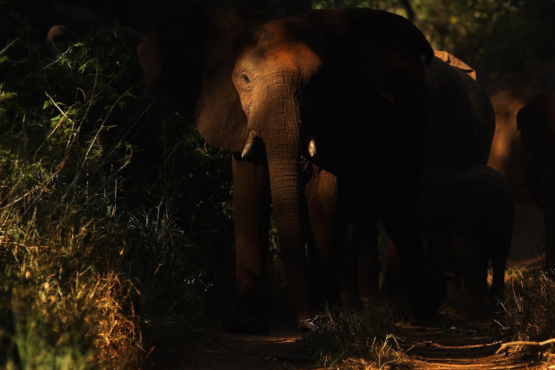An elephant in South Africa.