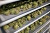Medical marijuana buds dry in preparation for final packaging at the Tweed Inc. facility in Smith Falls, Ontario, Canada, on Nov. 11, 2015. Construction and marijuana companies are poised to benefit from the Liberal Party's decisive win in Canada's election, with leader Justin Trudeau vowing to fund infrastructure spending with deficits and legalize cannabis.