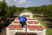 A Peach Harvest As Climate Change Threatens The Industry