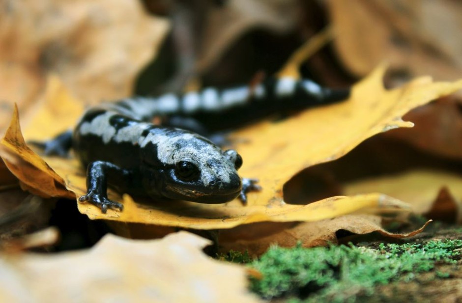 Marbled salamanders are one species altering its range and distribution in response to warmer winters.