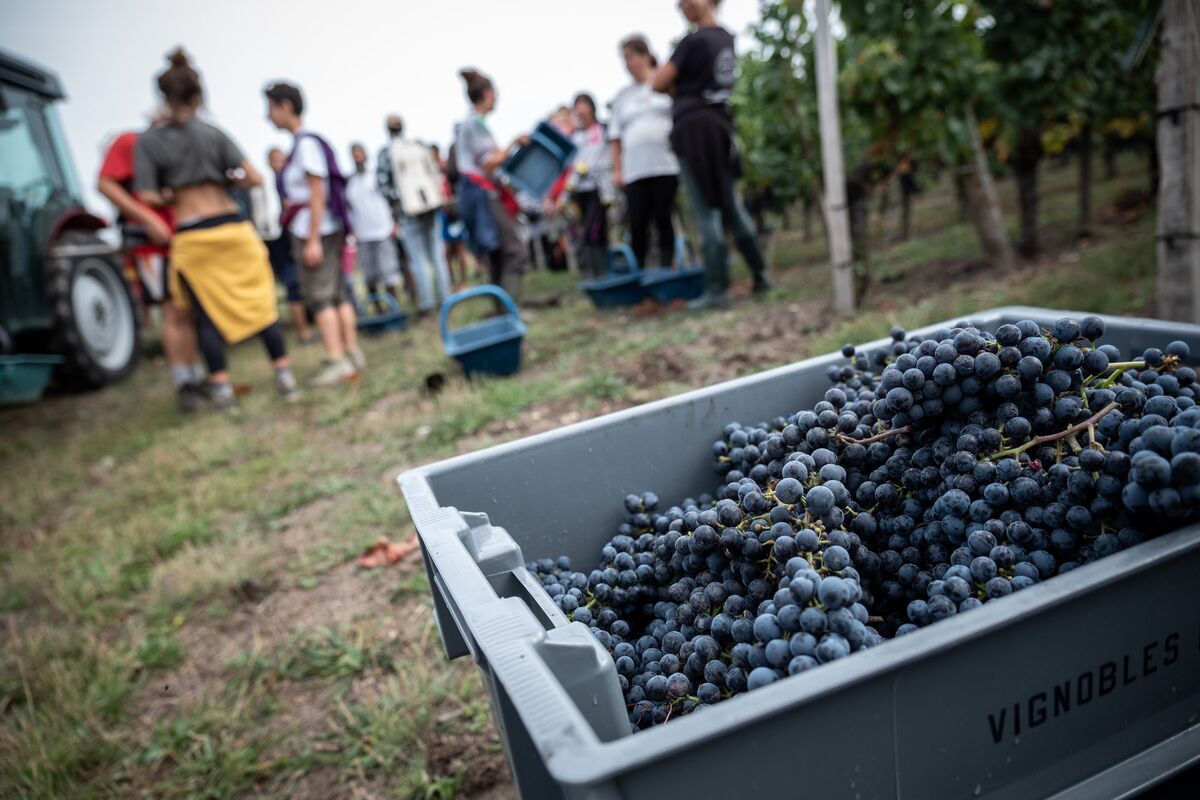 Europe’s Wine Harvest Shrinks After Year Of Challenging Weather - Bloomberg