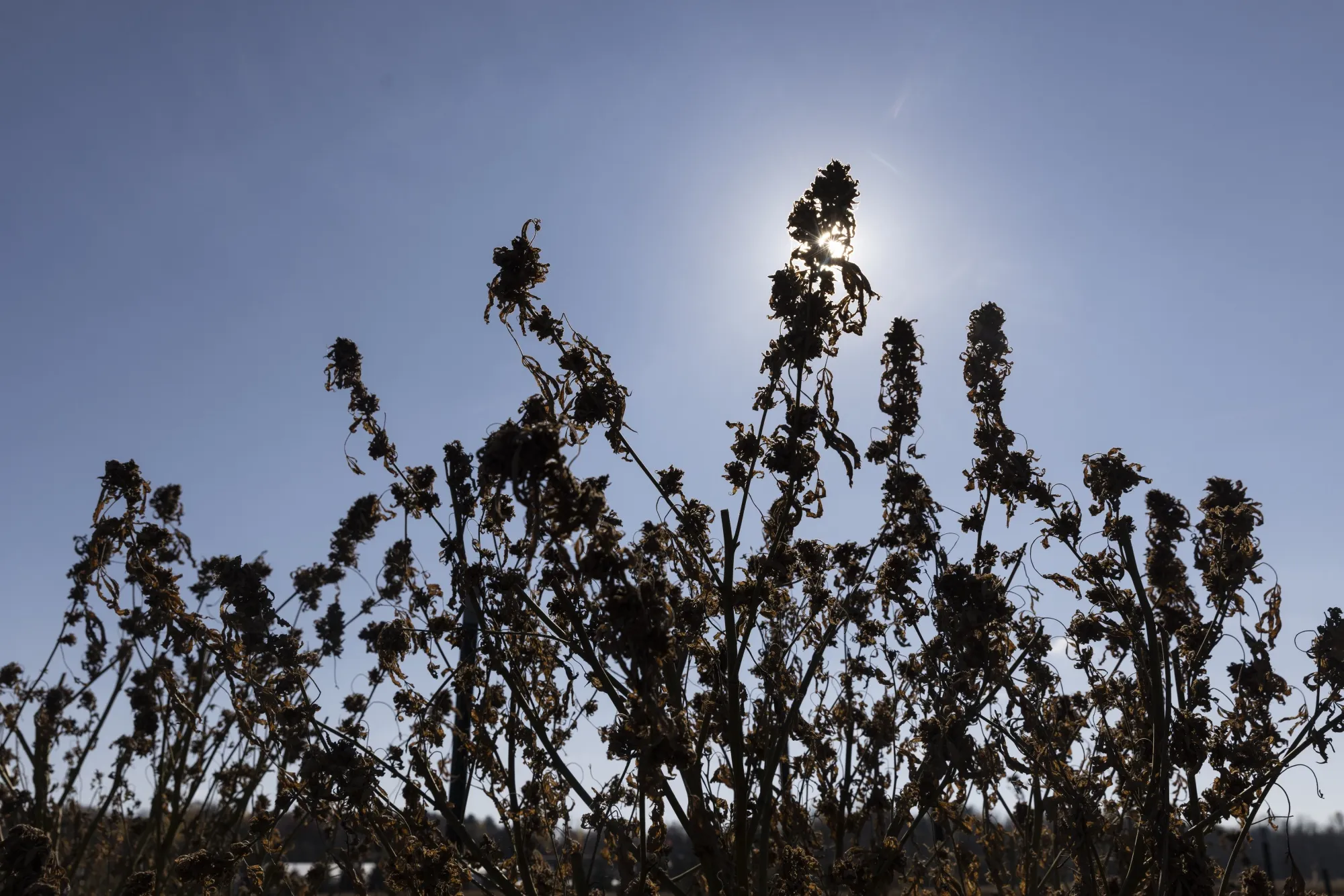 Dried remnants of cannabis plants remain in a field at Hudson Cannabis, a cannabis farm in Hudson, New York, on Nov. 2, 2022.