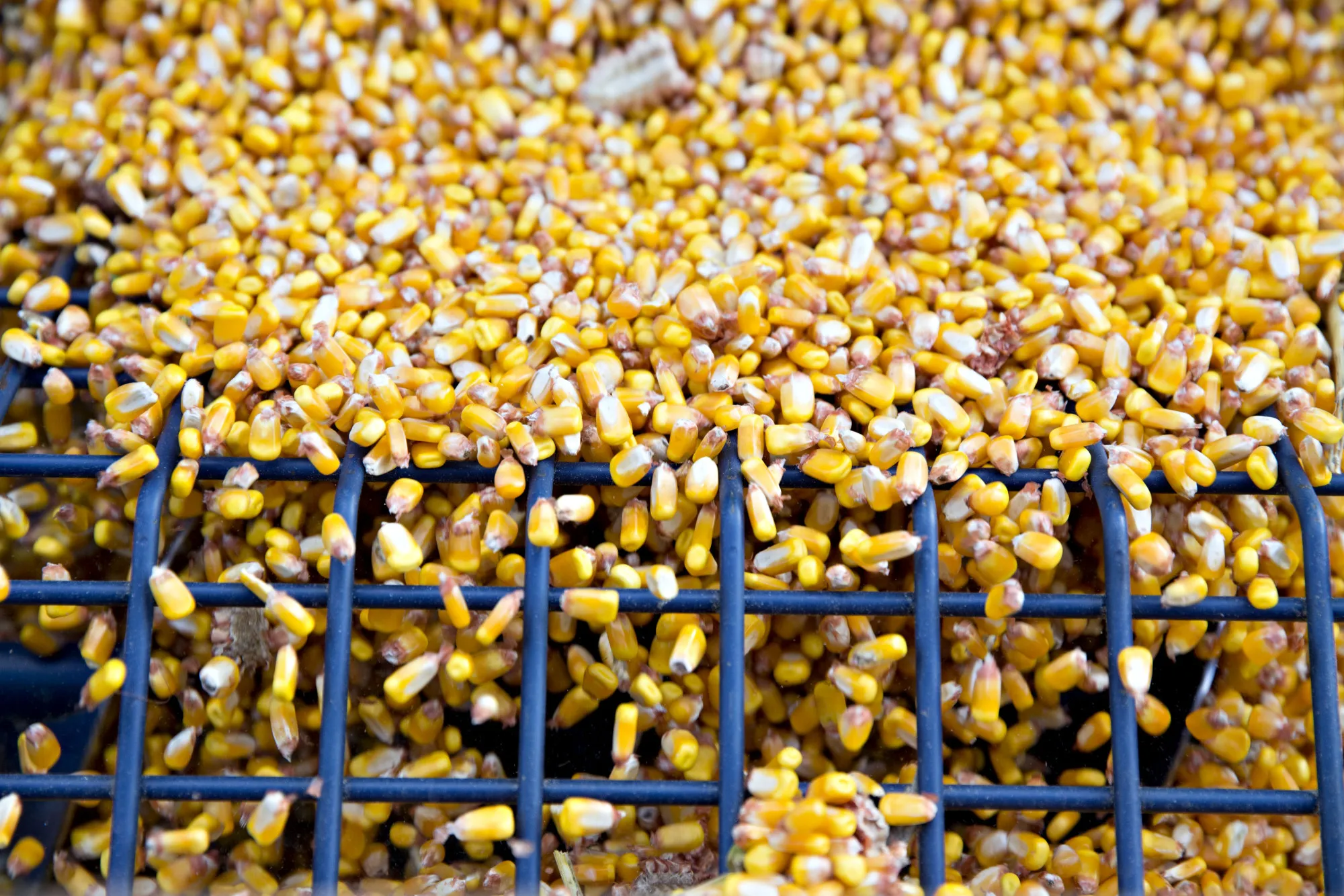 Corn Harvest As Futures For Delivery Gain