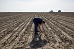 Corn Planting As More May Storms To Slow Seeding, Growth 