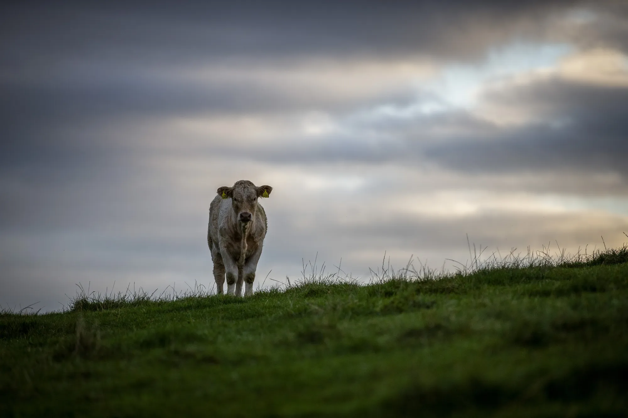 A cow grazes in a field near Inverurie.