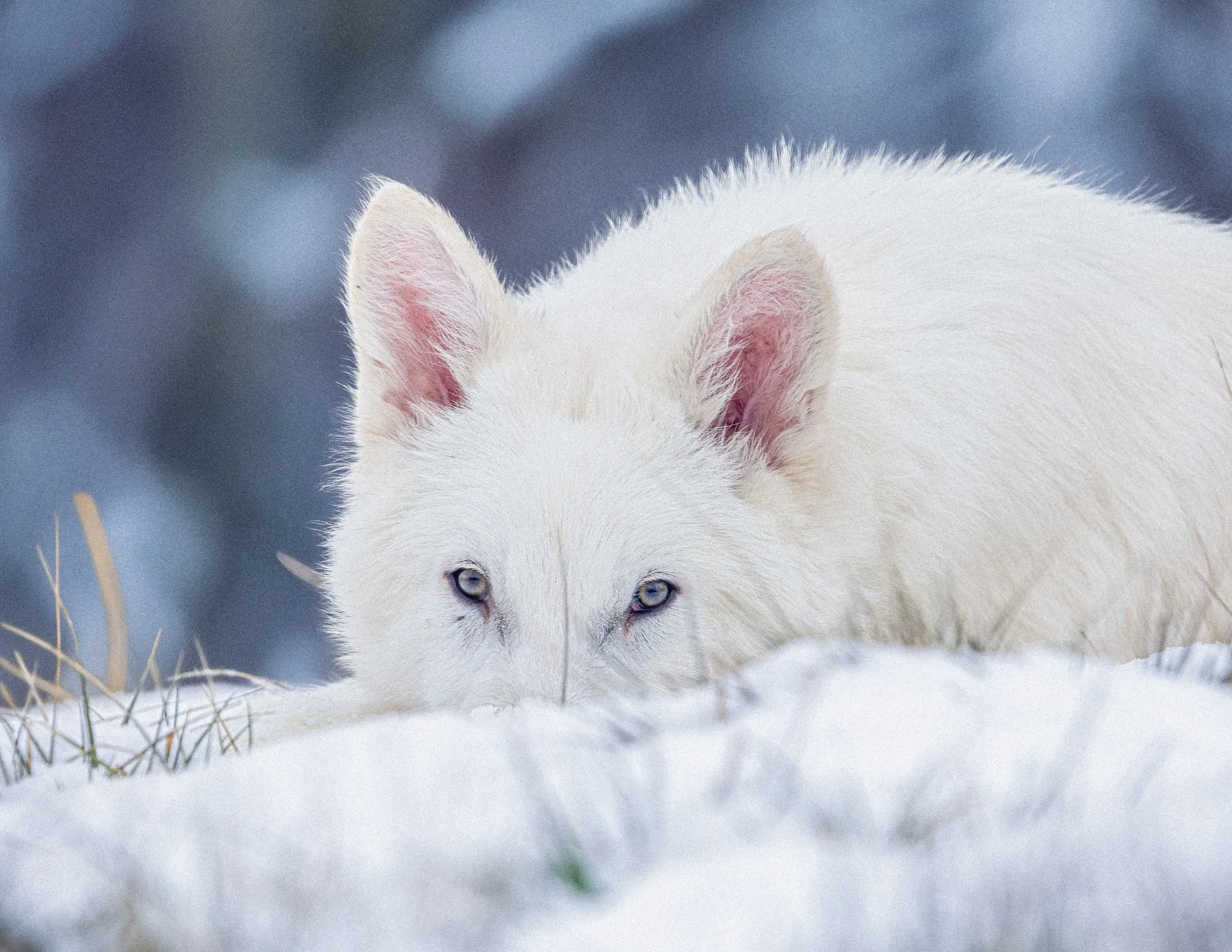 De-Extinction' Startup With $10 Billion Valuation Revives Dire Wolf - Bloomberg