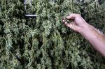 Cannabis plants hang dry at a grow facility near Camarillo, California.