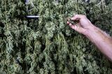 Operations At Glass House Brands New 5.5 Million Square Foot Cannabis Farm