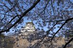 Osaka Castle is seen through cherry blossoms at Nishinomaru Garden in Osaka, Japan.