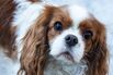 A Cavalier King Charles Spaniel.
