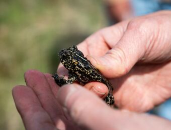relates to Rare Toad, Clean Energy Face Off in Clash of US Green Priorities