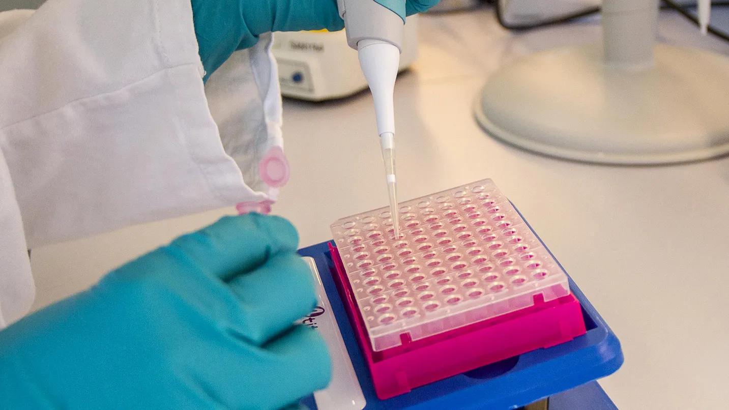 An employee fills sample vials during qPCR preparation in the biology research laboratory at the Santaris Pharma A/S biopharmaceutical company, acquired by Roche Holding AG, in Horsholm, Denmark, on Tuesday, Sept. 16, 2014. Roche plans to maintain Santaris Pharma's operations in Denmark, where the existing site will be renamed Roche Innovation Center Copenhagen.
