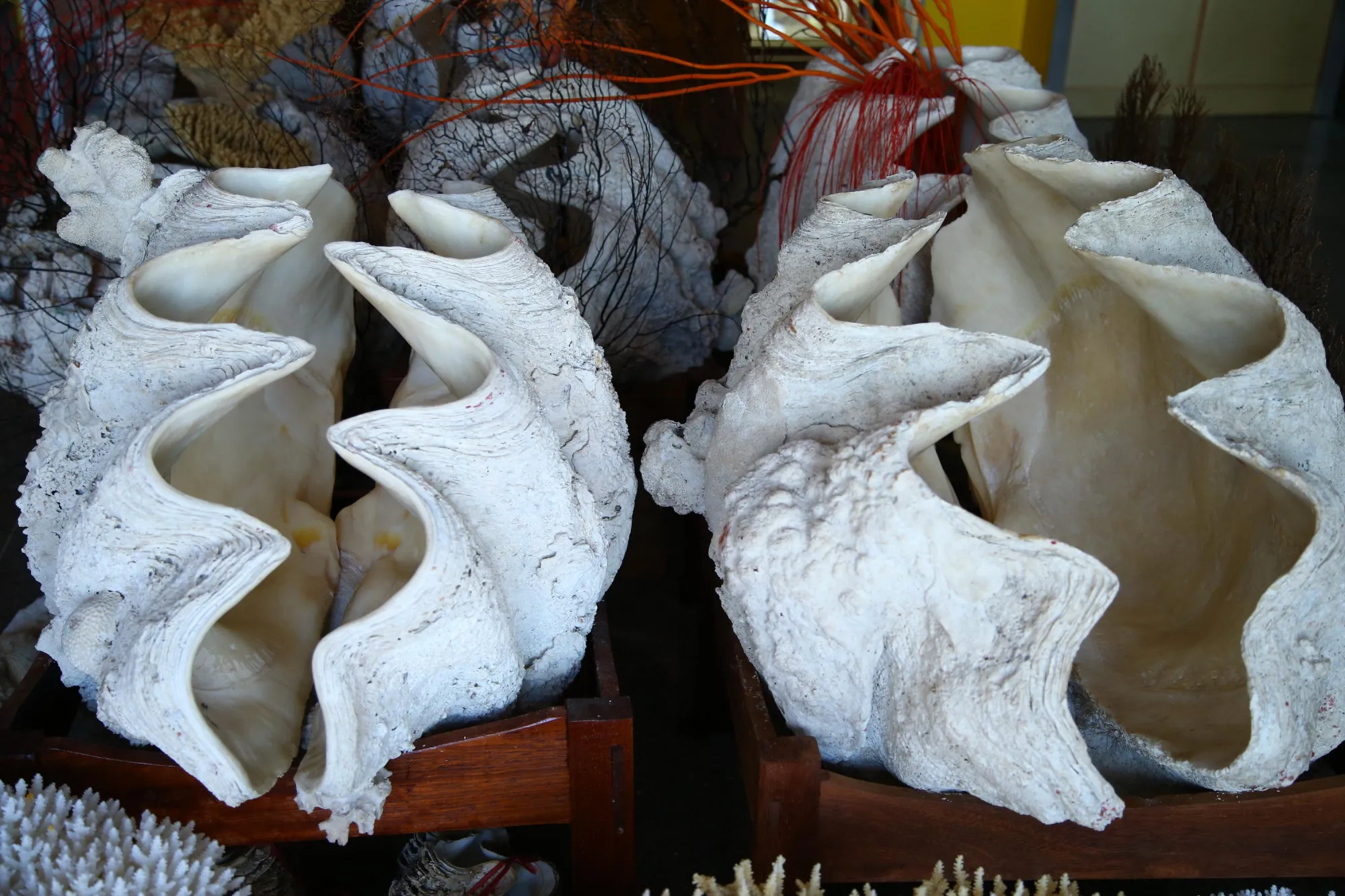 China Poaching Giant Clams Is a Step to Dominate South China Sea - Bloomberg