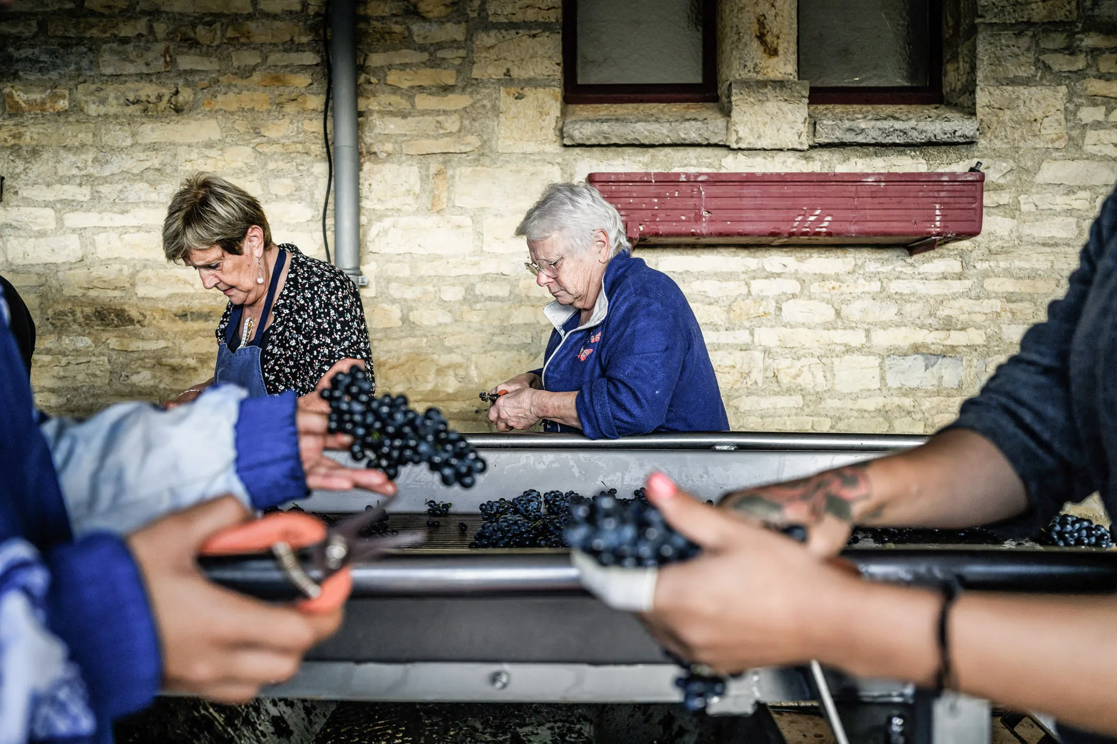 Grape harvest workers at Château de la Tour in Burgundy.