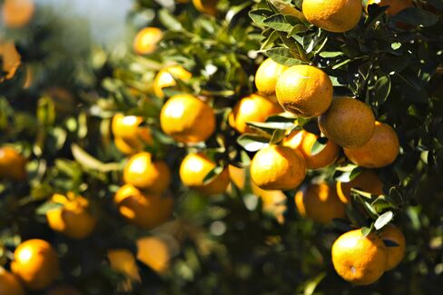 Orange Juice Falls as Florida Crop Seen Bigger Than Forecast
