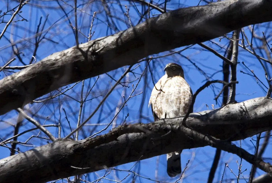 If only black men had the same protection as birds in Central Park's Ramble.