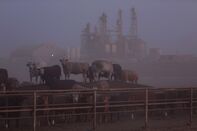 texas cattle methan
