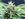 JAMAICA-HORTICULTURE-ORGANIC-PLANTS-CANNABIS-DRUGS