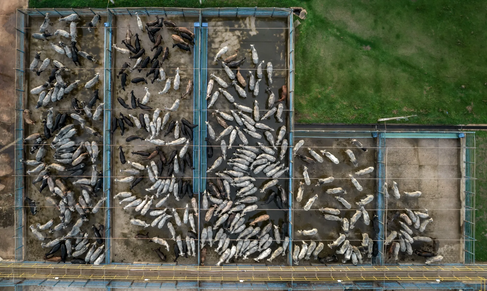 Cattle at a JBS facility in&nbsp;Brazil.
