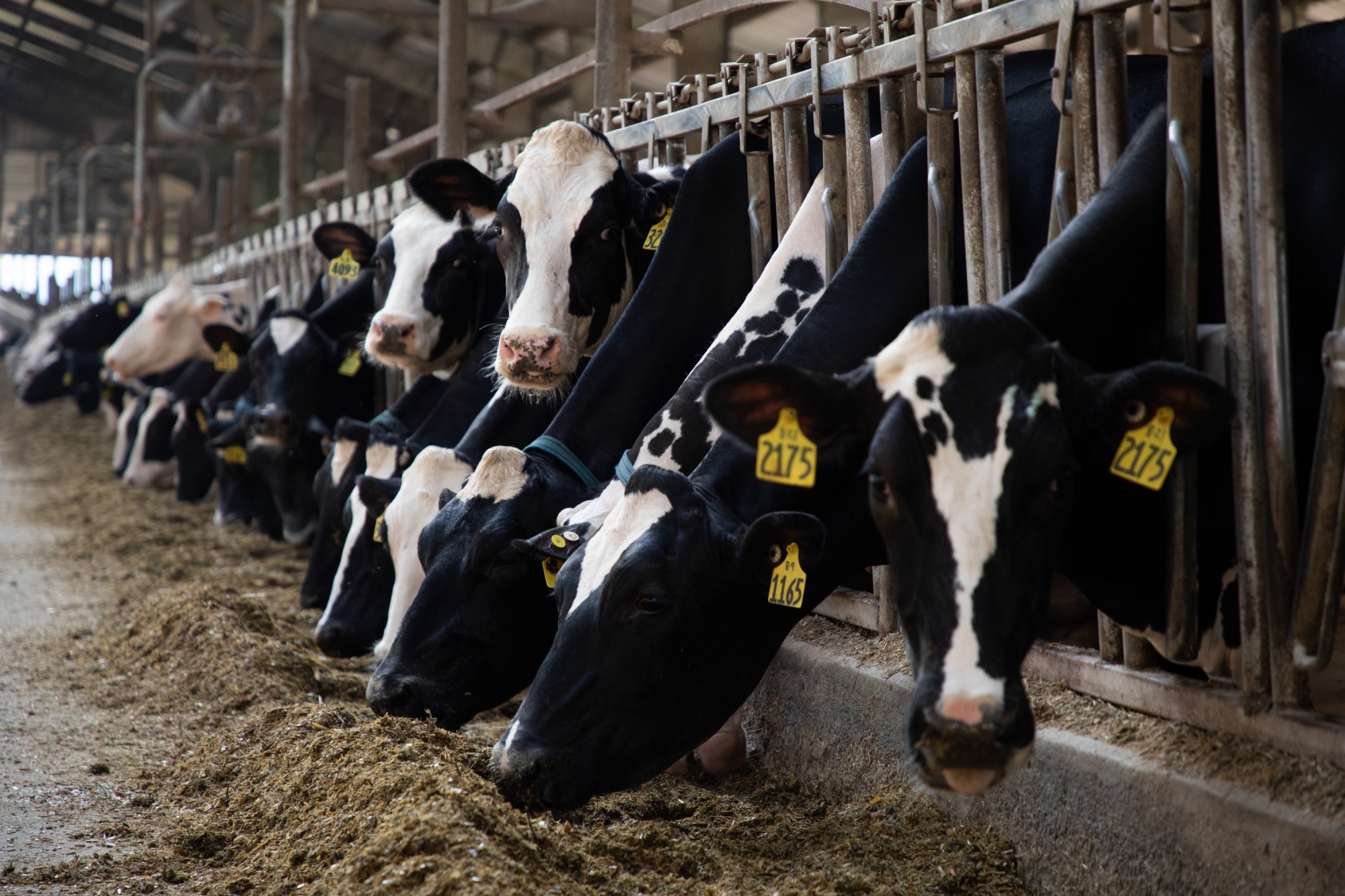 Dairy Cows