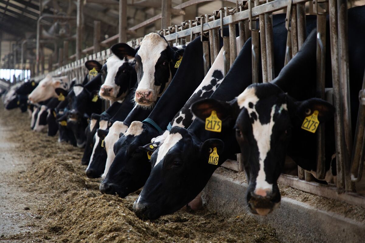 Die geheime Zutat, die Landwirte dem Futter ihrer Milchkühe für ...