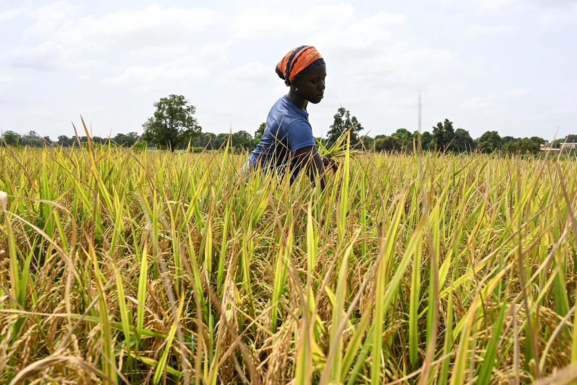 A woman harvests rice in a rice paddy near Korhogo, Ivory Coast.
