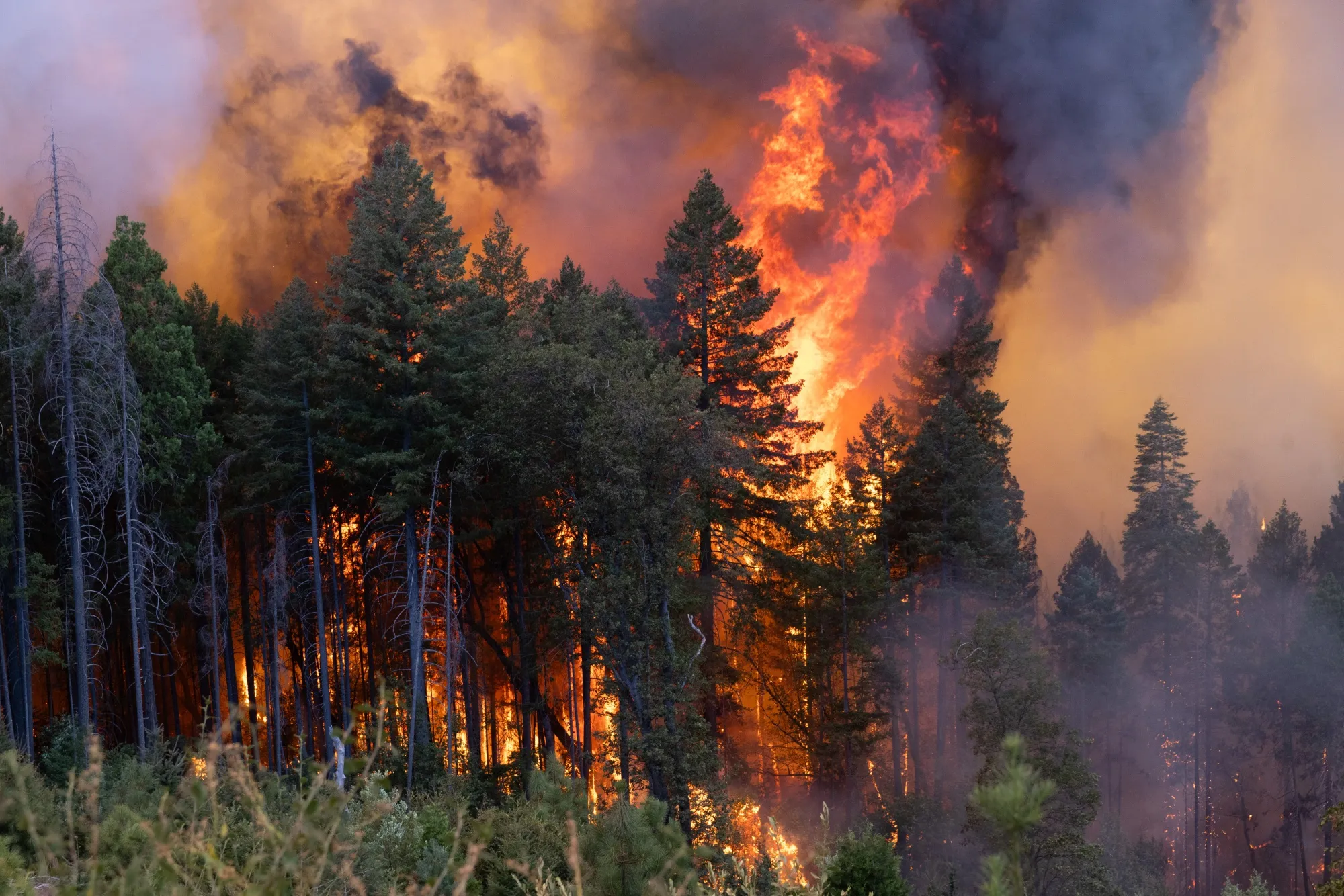 Trees burn during the Park Fire near Chico, California.