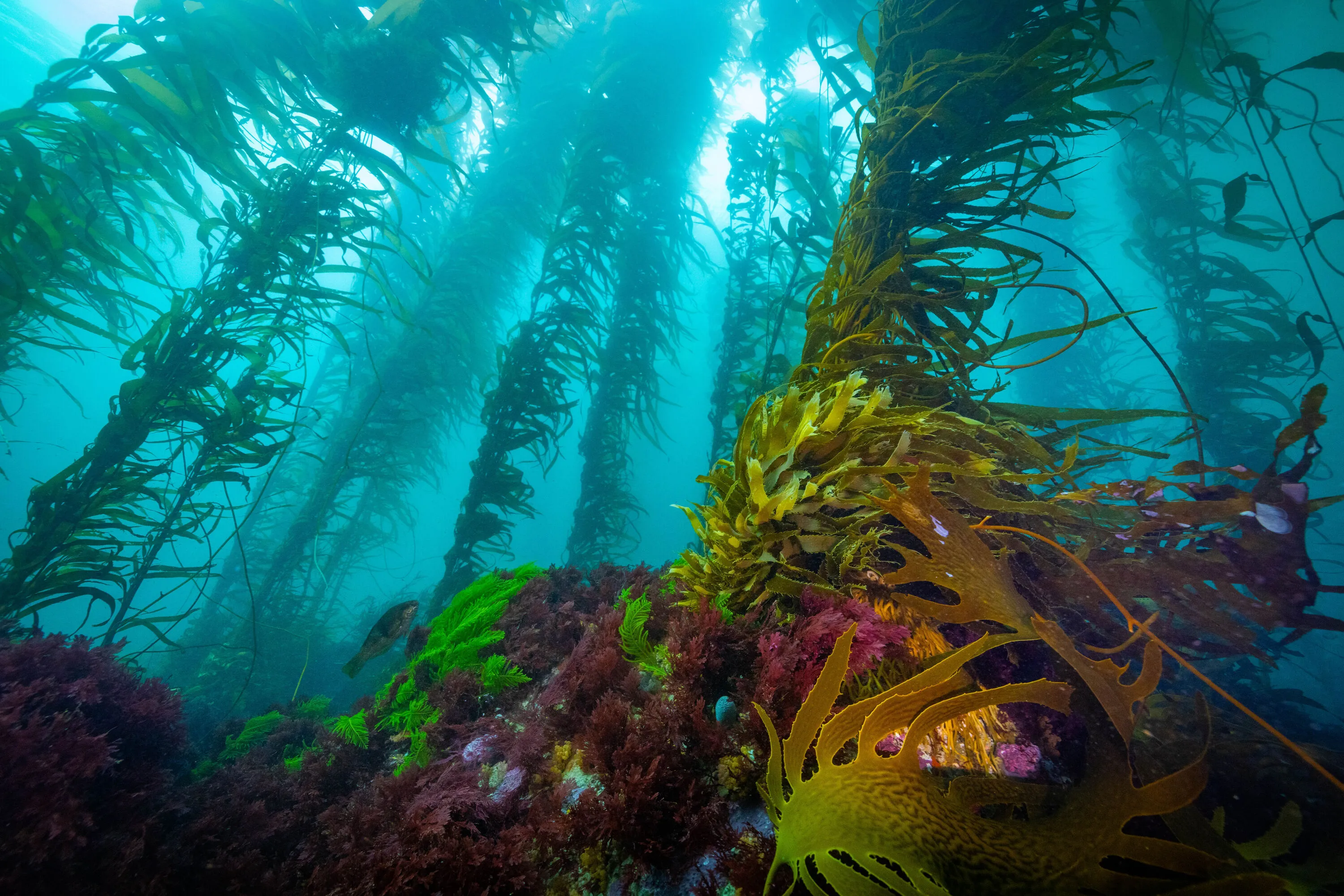 Giant kelp in Tasmania, Australia.