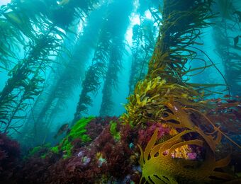 relates to Google Is Using AI in Australia to Identify Climate-Resistant Kelp
