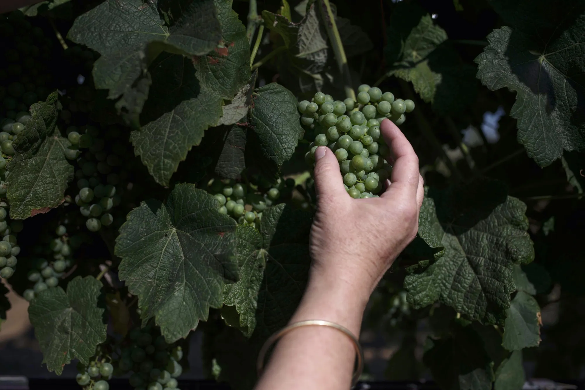 Organic grape vines at Cave Héraclès.