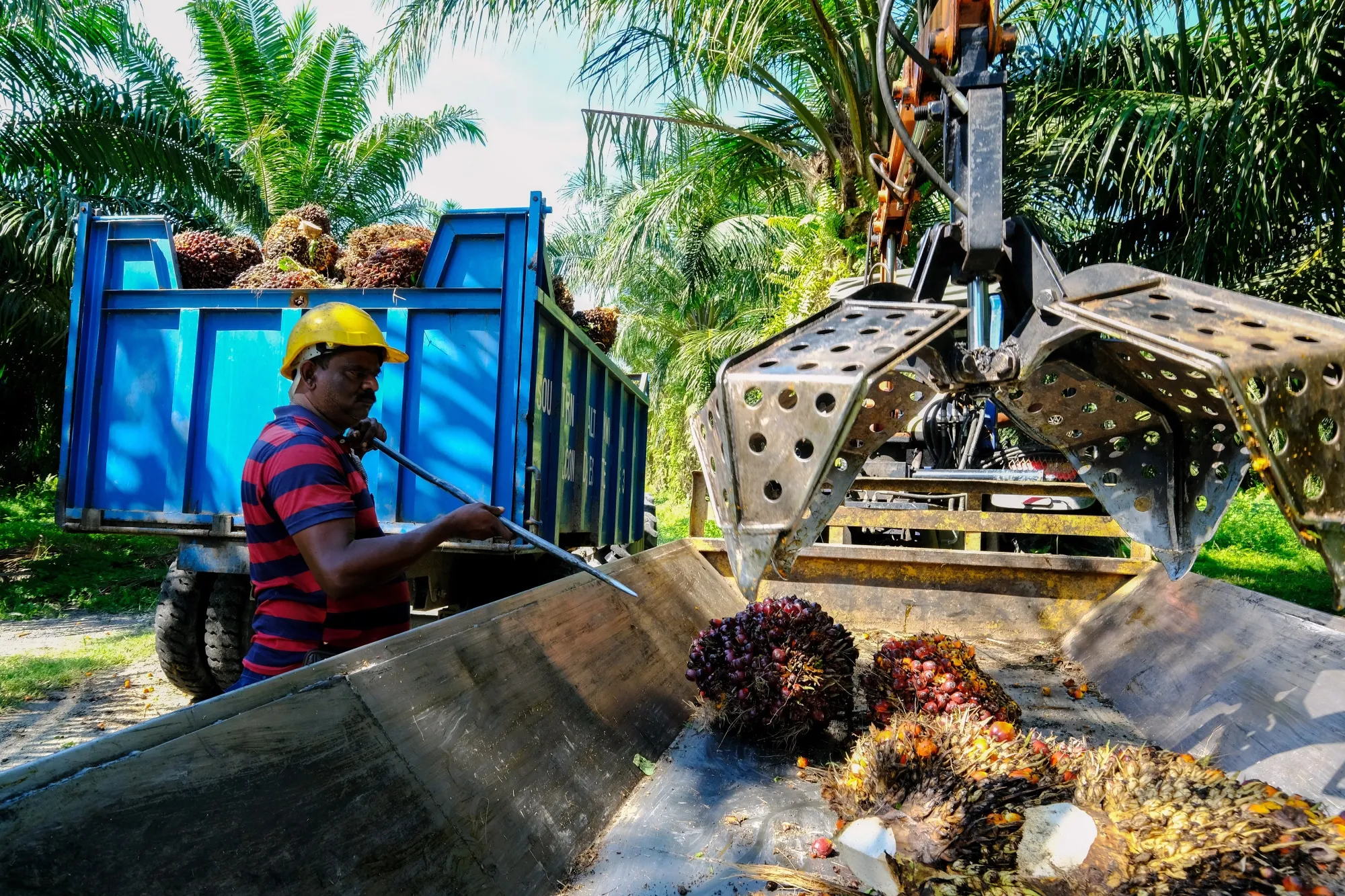 A&nbsp;grabber drops harvesting palm oil fruit bunches into a trailer at a plantation in Kapar, Selangor, Malaysia.