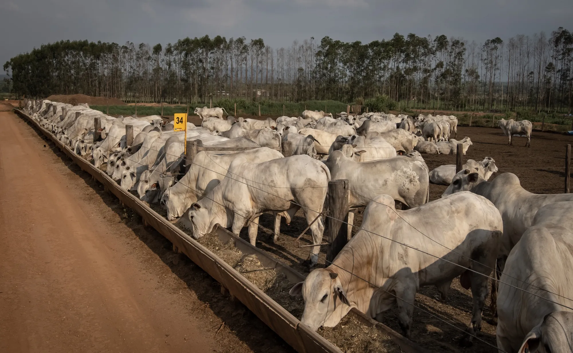 Cattle eat at feed pens on a farm in Maraba, Para state, Brazil.