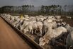 European Retailers Suspend Brazil Beef On Deforestation