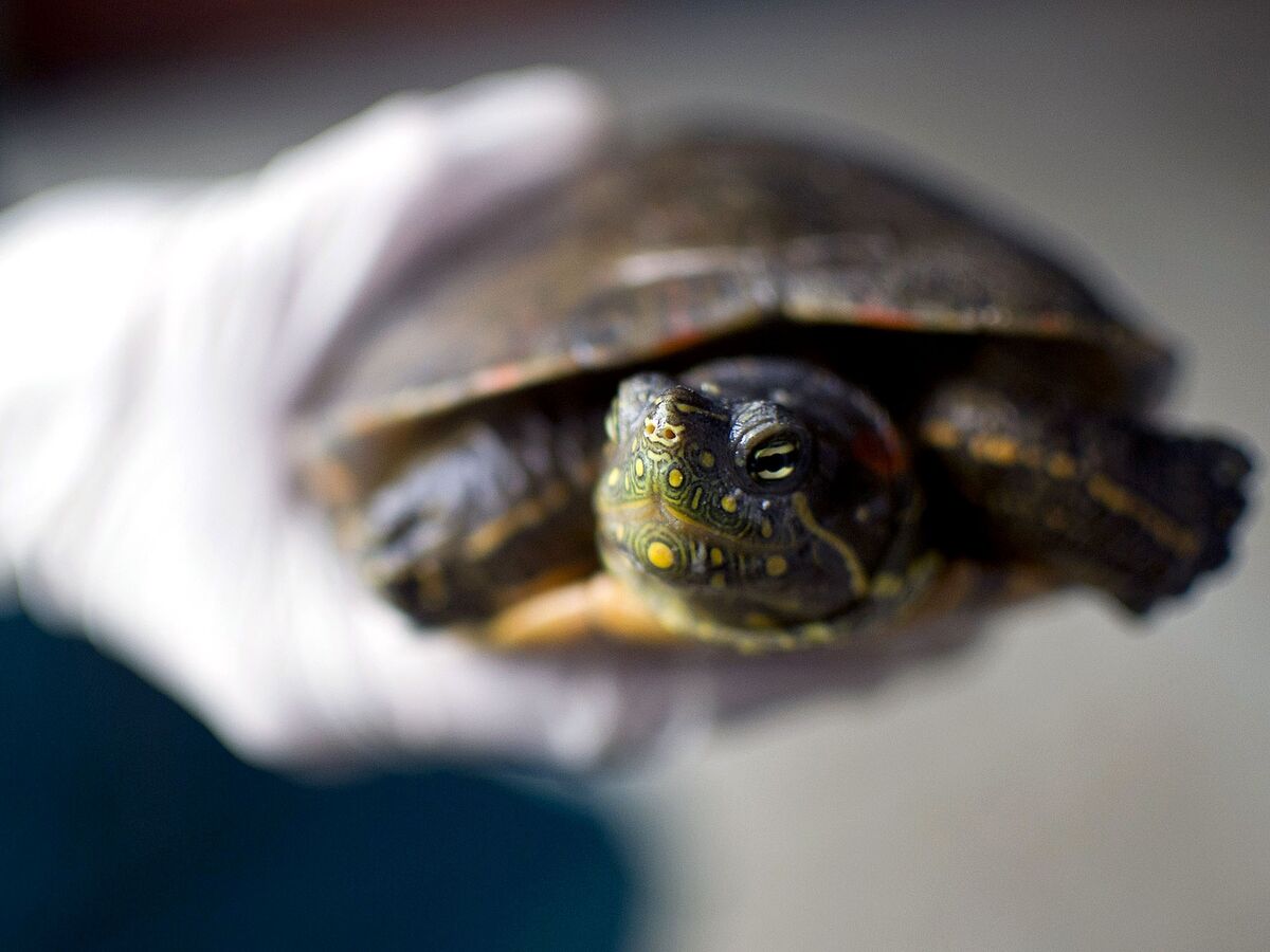 Shut Turtle Europe's Biggest Illegal Turtle Farm Shut Down By Spanish Police ...