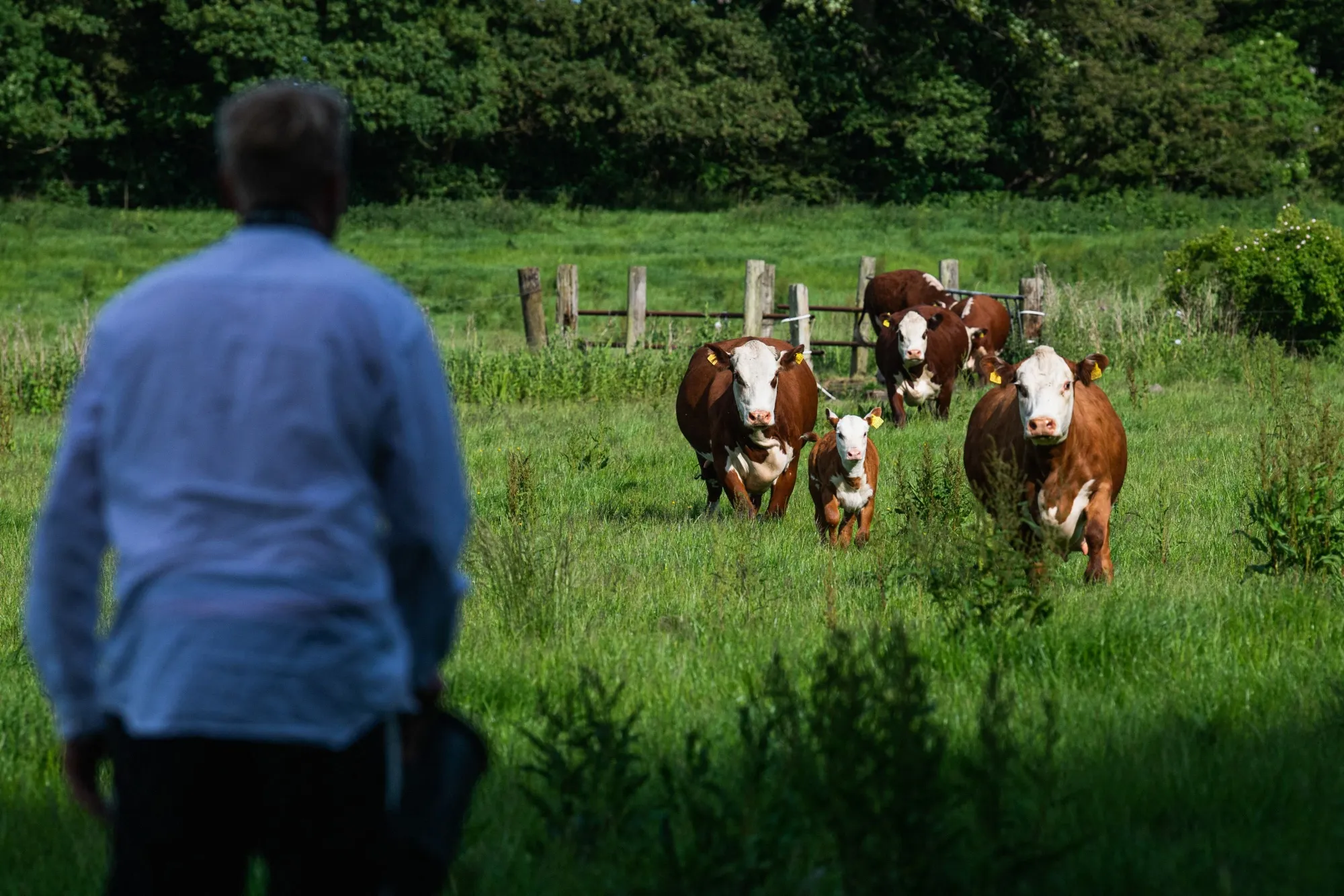 A herd of cows walks through a field in Stevns, Denmark.