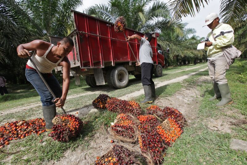 Images Of PT Bakrie Sumatera's Palm Oil, Rubber And Oleochemical Facilities
