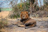 relates to Africa’s Biggest Conservation Success Was Once a Poachers’ Paradise