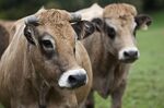 Aubrac beef cattle on a farm in Saint Santin, France.