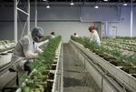 Employees tend to marijuana plants at the Aurora Cannabis Inc. facility in Edmonton, Alberta.