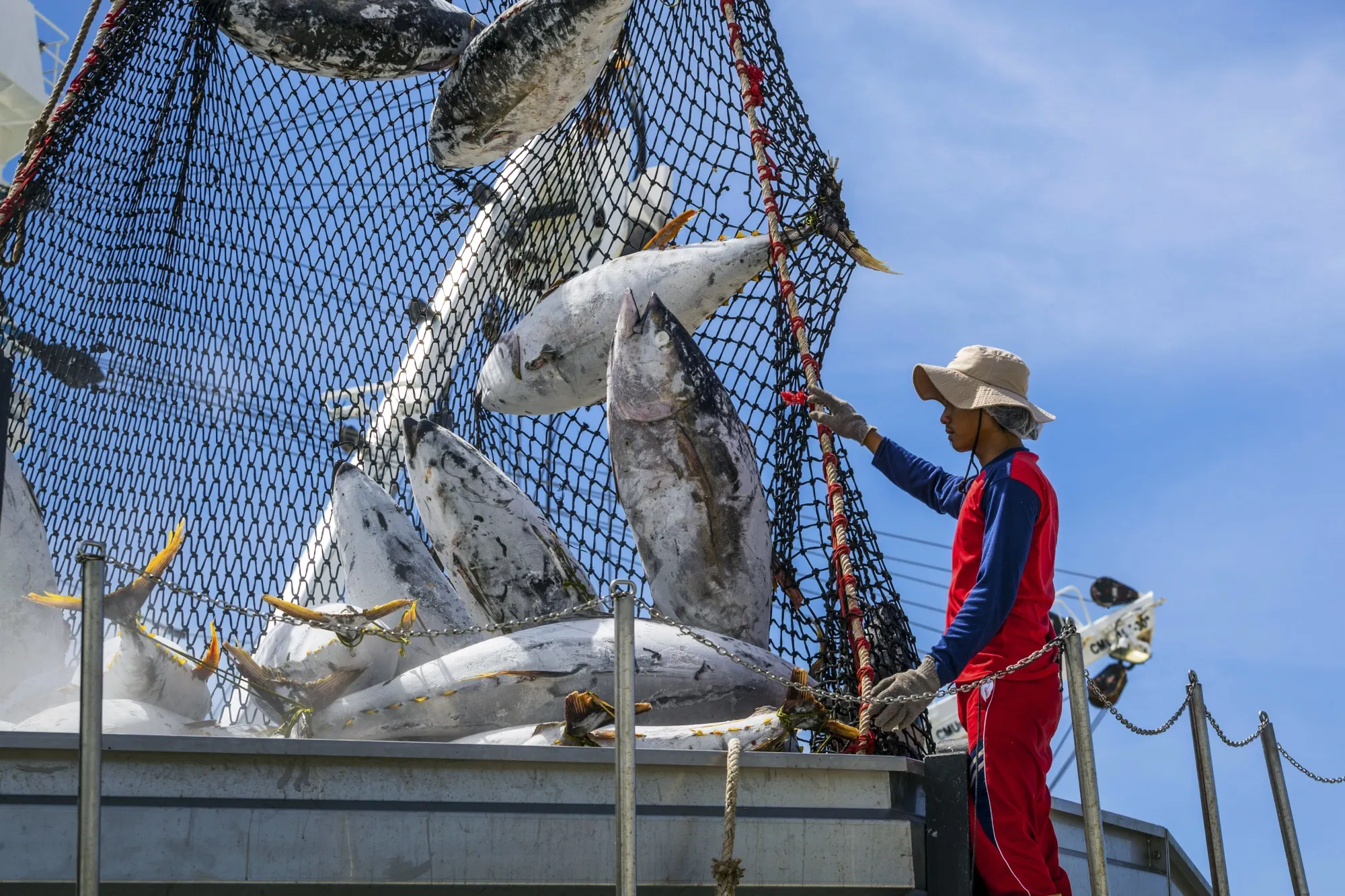 Unloading frozen yellowfin tuna in Victoria, the Seychelles.